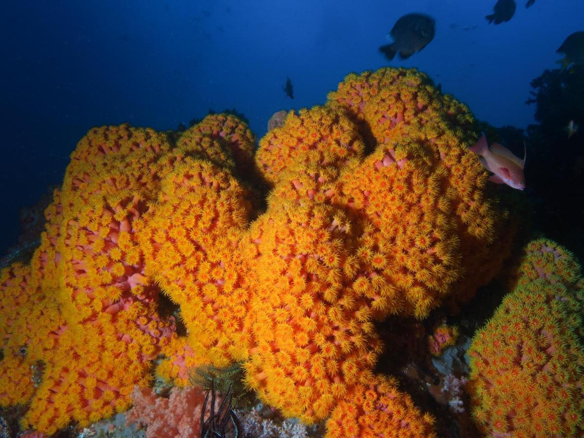 Blue Bay Divers Likupang Exterior foto