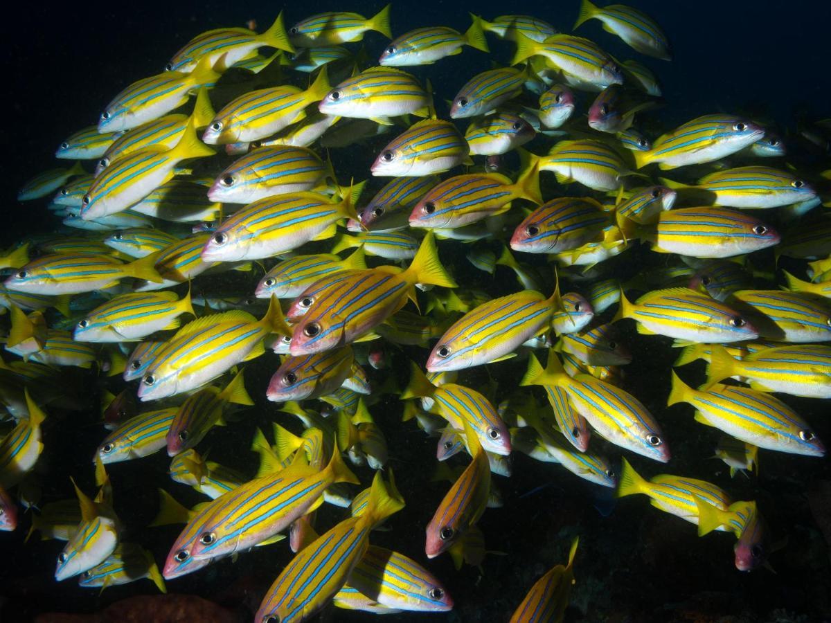 Blue Bay Divers Likupang Exterior foto